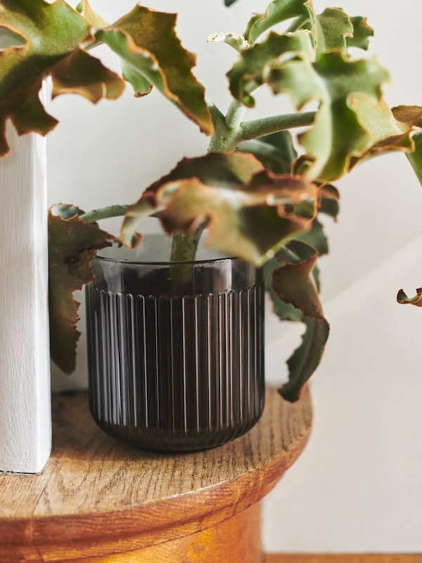 A leafy green plant grows in a GRADVIS plant pot which is perched on the end of a wooden staircase.