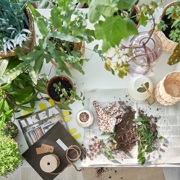 A table prepped for potting plants, plenty of green plants in pots, the IKEA catalogue, and soil on newspaper pages.