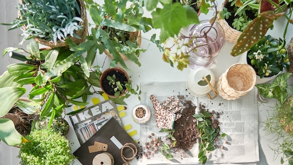 A table prepped for potting plants, plenty of green plants in pots, the IKEA catalogue, and soil on newspaper pages.