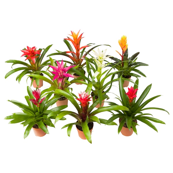 BROMELIACEAE Potted plant, Bromeliad, 4 ½ "