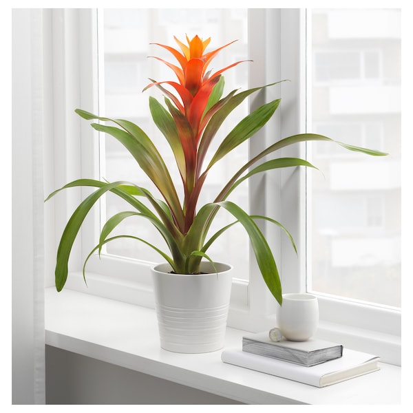 BROMELIACEAE Potted plant, Bromeliad, 4 ½ "