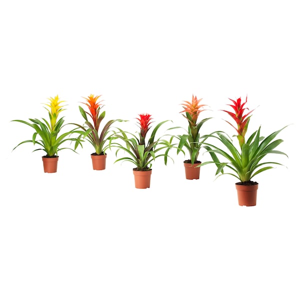 BROMELIACEAE Potted plant, Bromeliad, 4 ½ "