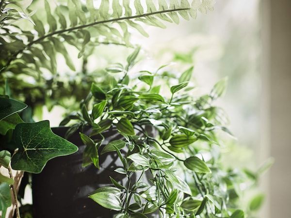 Green plants in plant pots. 