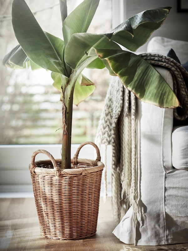 A large plant in a rattan KAKTUSFIKON plant pot beside a sofa with a throw hung on the edge.