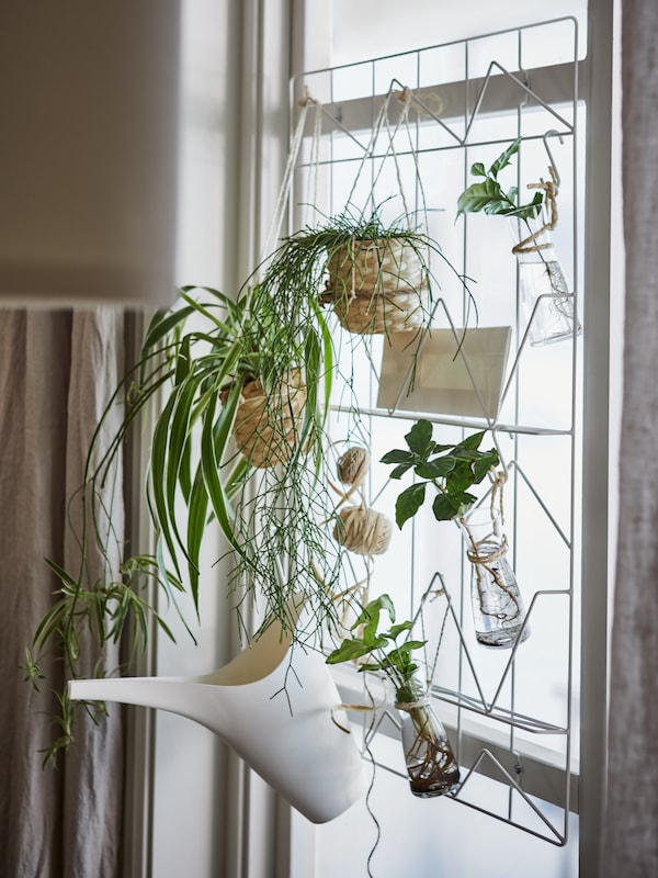 Plant pots on shelves and in a window