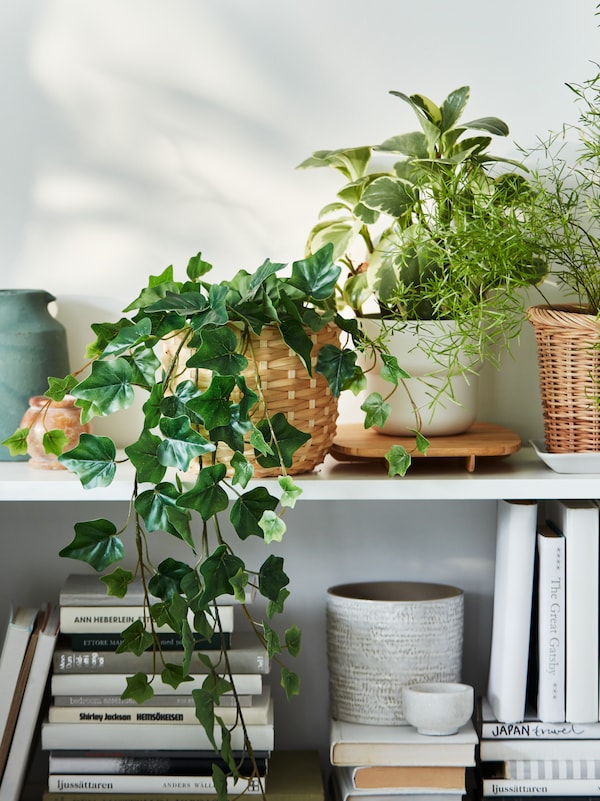 Plant pots on shelves and in a window