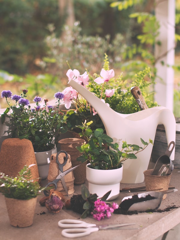 A white IKEA PS 2002 watering can amid a group of plants, one in a white FÖRENLIG plant pot, standing on an outdoor worktop.