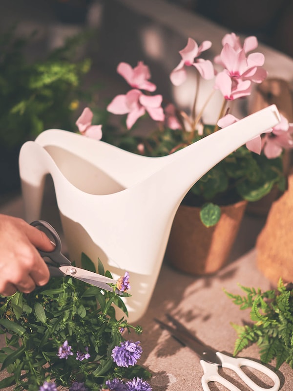 White watering can surrounded by leafy green plants with pink flowers